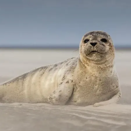 Apartamento Entre Et Dunes Avec Balcon Vue Laterale 50m Pour 3 Pers Wifi Ménage Compris